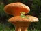 Oyunu Mushroom Plant Land Escape çevrimiçi