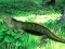 Oyunu Lizard Forest Escape çevrimiçi