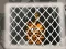 Oyunu Tiger Escape 1 çevrimiçi