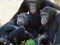 Oyunu Funny Chimpanzee Jungle Escape çevrimiçi