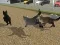 Oyunu Run Cat Cat Race çevrimiçi