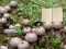 Oyunu Lycoperdon Mushroom Land Escape çevrimiçi