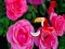 Oyunu Precious Rose Escape çevrimiçi