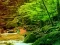 Oyunu Peaceful Rainbow Forest Escape çevrimiçi