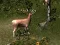 Oyunu Sniper Hunting Deadly Animal çevrimiçi