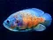 Oyunu Tiger Fish Jigsaw çevrimiçi