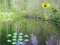 Oyunu Sunlight Forest Adventure çevrimiçi