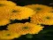Oyunu Chrysanthemums Jigsaw çevrimiçi