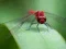 Oyunu Dragon Fly Jigsaw çevrimiçi