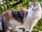 Oyunu Rotate Puzzle - Cats and Dogs çevrimiçi