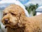 Oyunu Labradoodle Jigsaw çevrimiçi