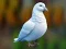 Oyunu Realistic Pigeon Rescue çevrimiçi