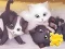 Oyunu Jigsaw Puzzle: Playing Cats çevrimiçi