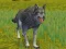 Oyunu The Wolf: Wild Animal Simulator çevrimiçi