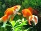 Oyunu Blue Fish Escape çevrimiçi
