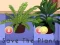 Oyunu Save the Plants çevrimiçi