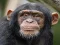 Oyunu Chimpanzee Jigsaw çevrimiçi
