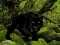 Oyunu Escape from Black Panther Forest çevrimiçi