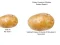 Oyunu Potato Construct 2 Edition çevrimiçi