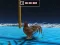 Oyunu Animal Impossible Track Rush çevrimiçi