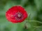 Oyunu Poppy Nature Flower Jigsaw çevrimiçi