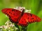 Oyunu Nature Jigsaw Puzzle Butterfly çevrimiçi