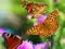 Oyunu Butterfly Slide çevrimiçi