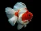 Oyunu Gold Fish Jigsaw Puzzle çevrimiçi