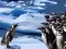 Oyunu Penguins Slide çevrimiçi