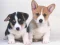 Oyunu Cute Puppies Puzzle çevrimiçi