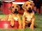 Oyunu Puppy Pairs Puzzle çevrimiçi