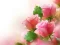 Oyunu Pink Roses çevrimiçi
