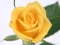 Oyunu Yellow Roses çevrimiçi