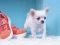 Oyunu Lovely Puppy Puzzle çevrimiçi