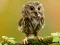 Oyunu Animal Hidden Stars çevrimiçi