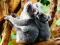 Oyunu Cute Baby Koala Bear çevrimiçi