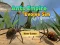 Oyunu Ants Empire Evolve Sim çevrimiçi