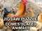 Oyunu Jigsaw Puzzle Domesticated Animals çevrimiçi