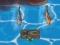 Oyunu Titanic Shark Attacks çevrimiçi