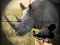 Oyunu Wild Rhino Hunter çevrimiçi