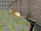 Oyunu Bullet Fire çevrimiçi