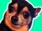 Oyunu What meme dog are you ? çevrimiçi