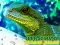 Oyunu Chinese Water Dragon Jigsaw çevrimiçi