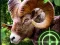 Oyunu Crazy Goat Hunter 2020 çevrimiçi