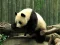 Oyunu Pandas Puzzle çevrimiçi