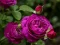 Oyunu Purple Roses çevrimiçi