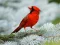 Oyunu Birds Puzzle çevrimiçi
