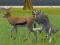 Oyunu Wolf Life Simulator çevrimiçi