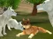 Oyunu Wild Wolves Hunger Attack çevrimiçi