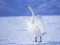 Oyunu Graceful Swans çevrimiçi